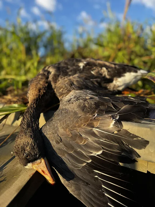 Lake Erie Waterfowl Success | Captain Ken's Wild Wings