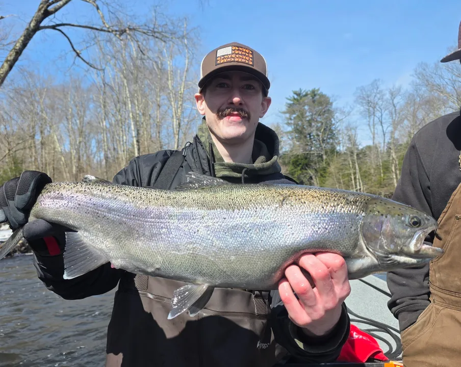 Salmon River Spring Action: steelhead with in Drift driftboat trips 